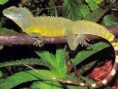 Iguana